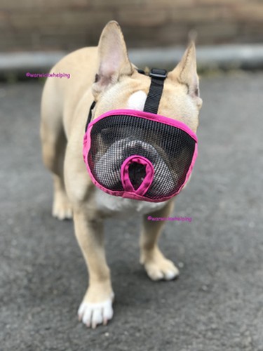 French bulldog muzzle - bulldog, pug