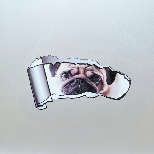 Cute pug dog puppy - puppy, ripped