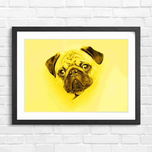 Peeking pug puppy face - peeking,