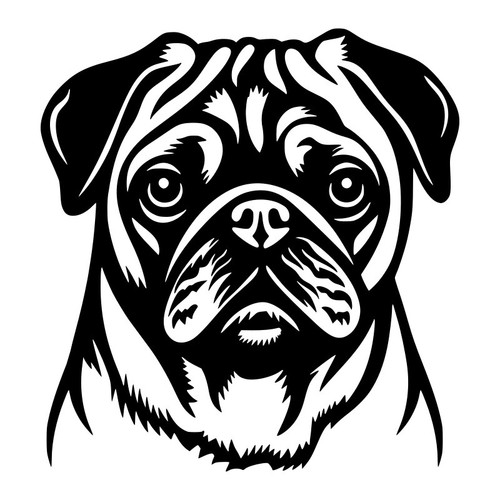 Pug dog head - dog, peeking