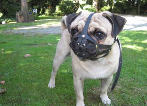 Light leather dog muzzle for - dog,